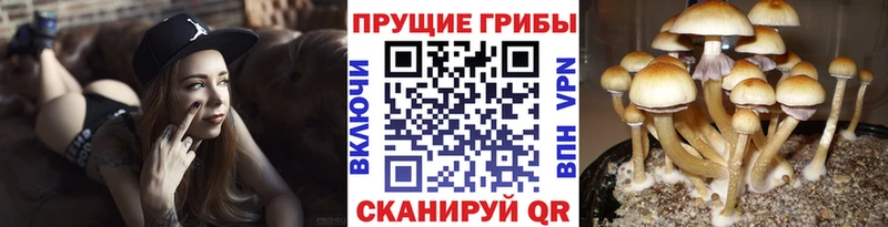 где продают   Рыльск  Галлюциногенные грибы ЛСД 